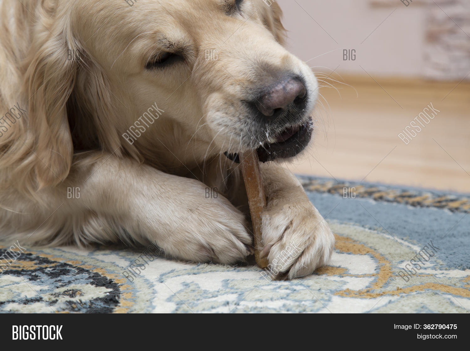 Dog Chews Bone Dog S Image Photo Free Trial Bigstock