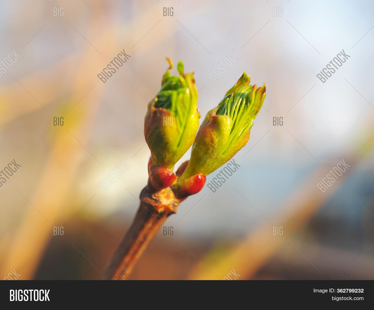 Blooming Buds Growing Image & Photo (Free Trial) Bigstock