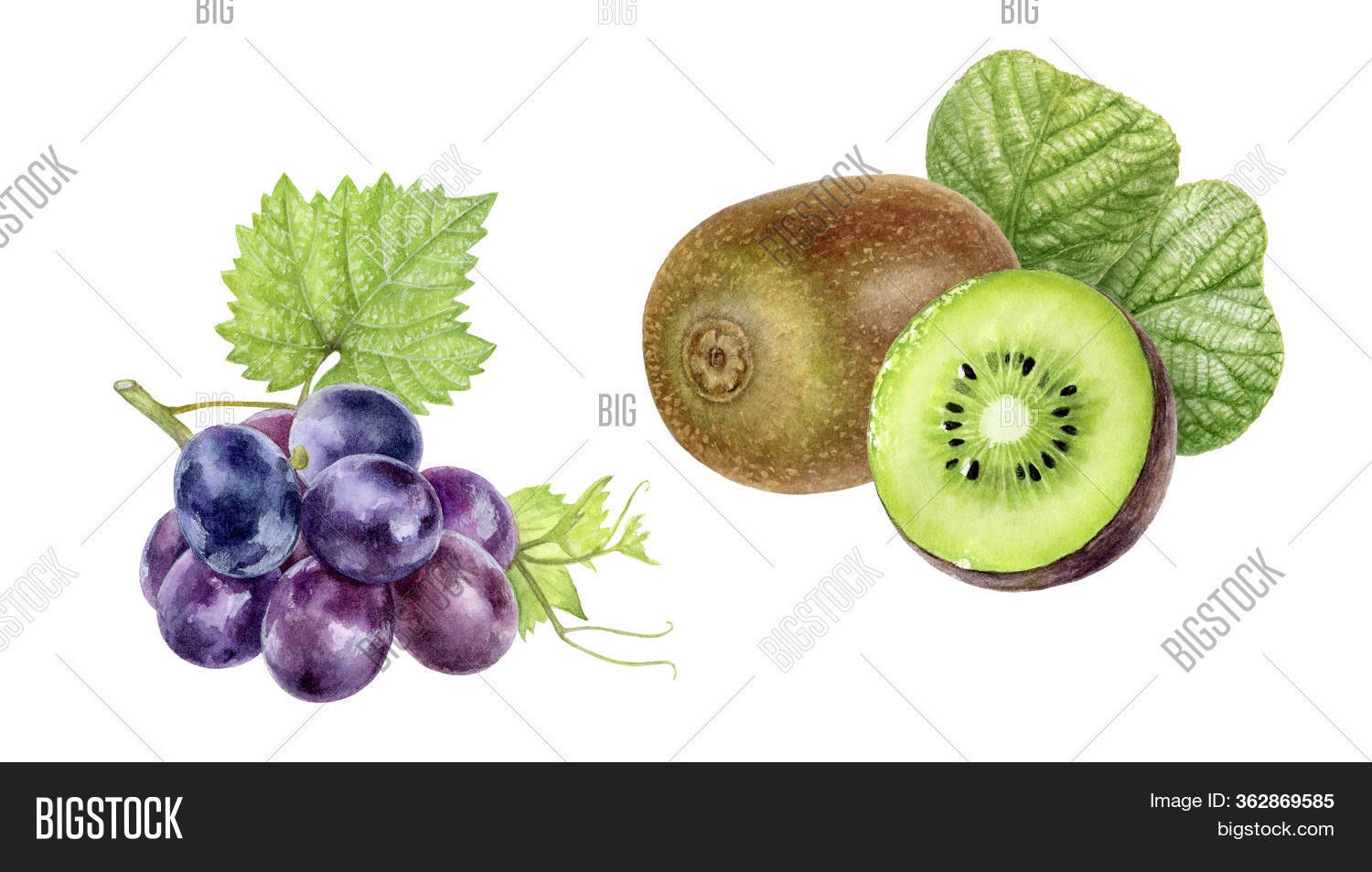 Kiwi Fruit Grape Set Image & Photo (Free Trial) Bigstock