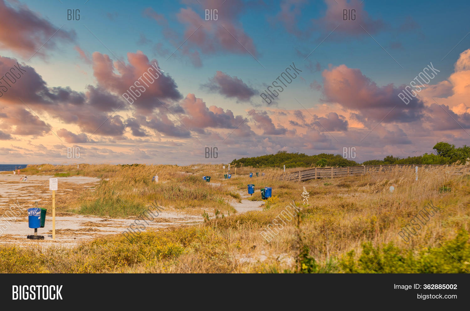 Beach Grass Sea Oats Image & Photo (Free Trial) Bigstock