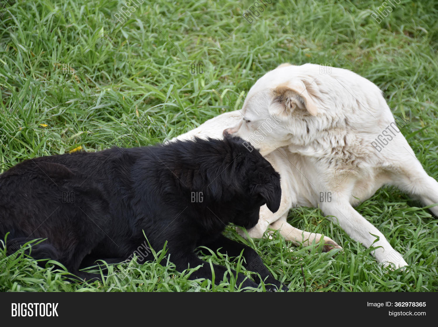 White Dog Black Dog Image & Photo (Free Trial) Bigstock