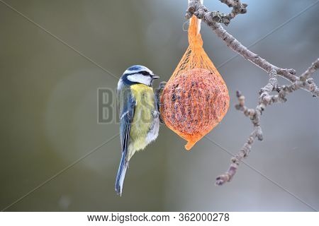 Eurasian Blue Tit Hanging And Eating On  Tallow Ball With Seeds In Winter