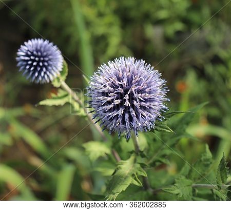 The Globe Thistle, Veitchs Blue, Echinops Ritro In The Garden In Summer. Thistle Blue Flower.medicin