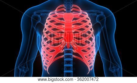 3d Illustration Concept Of Rib Cage Of Human Skeleton System Anatomy 3d Rendering