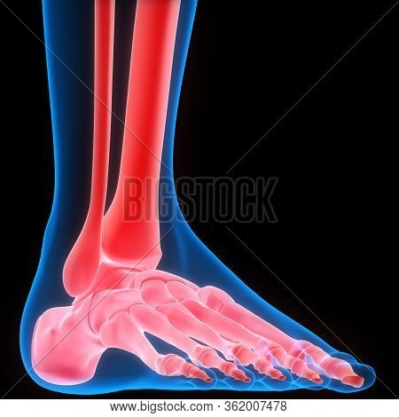 3d Illustration Concept Of Leg Bone Joints Of Human Skeleton System Anatomy 3d Rendering