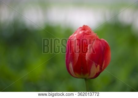 A Close Up Of An Orange Red Tulip Flower In Spring Time