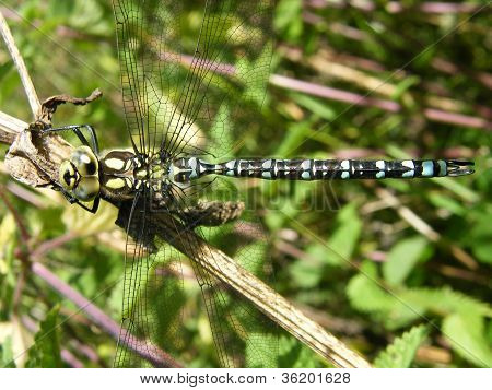 Fælles Hawker Dragonfly