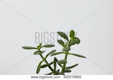 Branches Of Crassula Ovata On White Background