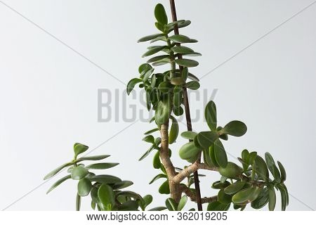 Crassula Ovata Branch And Stick Supported Plant And Do Not Permit To Fall Down On White Background