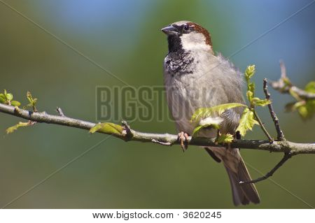 House Sparrow na větvi