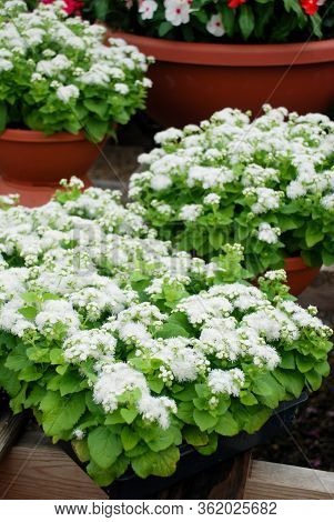 Ageratum, White Ageratum, White Pot Plants In The Black Tray.