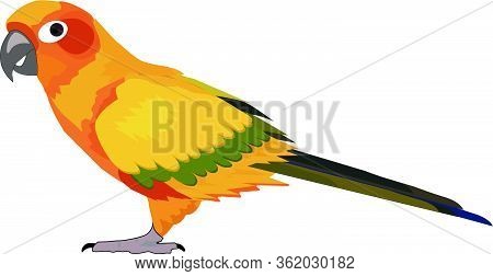 Vector Illustration Of Sun Conure The Exotic Parrot Bird