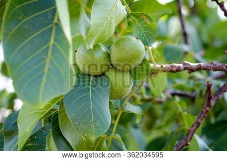 Three Walnuts In Their Green Coating Hanging On The Tree.