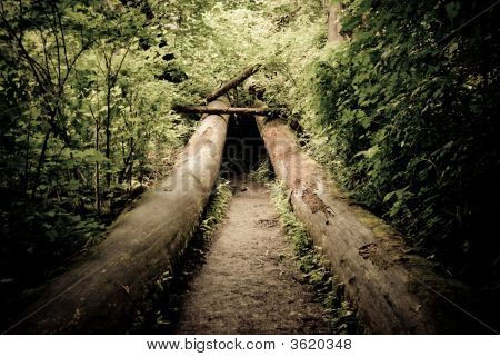 Tunnelin metsässä