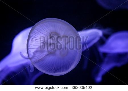 Macro, Portrait Of A Jellyfish In Magical Light
