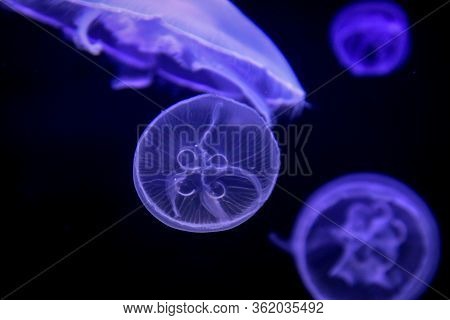 Macro, Portrait Of A Jellyfish In Magical Light