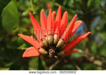 Vibrant Orange Red Color Flower Of Coast Coral Tree On Easter Island Of Chile