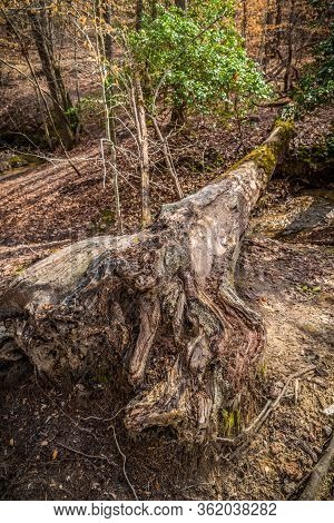 A Large Fallen Tree In The Woodlands Rotting And Decaying Along The Trails On A Sunny Day In Early S