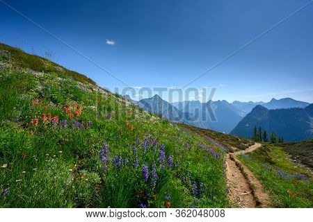Trail Cuts Through Wild Flowers In North Cascades Mountains