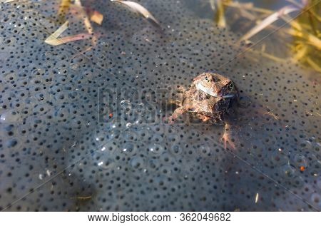 Two frogs mate among thousands of frog eggs. In Vasteras, Sweden