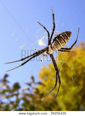 Garden Spider on Web