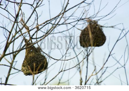 Golden Palm Weaver reden