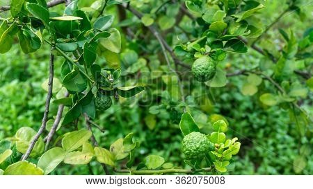 Close Up View Of Kaffir Lime Or Limau Purut On The Tree At The Garden. It Is A Citrus Fruit Native T
