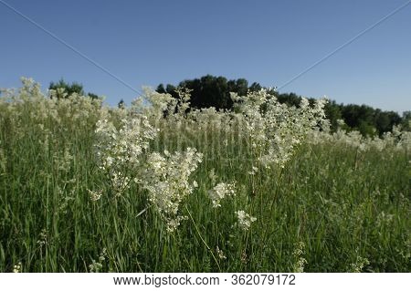 Meadowsweet, Belogolovkin, Meadowsweet Tavoloni. On A Sunny Summer Day.