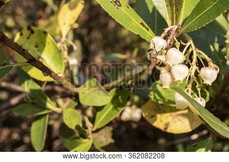 Bell-shaped White Flowers On The Leaves Of The Tree, Whose Latin Name Is Arbutus Ericaceae. The Bee 