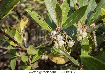 Bell-shaped White Flowers On The Leaves Of The Tree, Whose Latin Name Is Arbutus Ericaceae. The Bee 