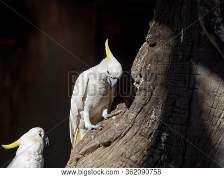 Closeup Yellow Crested Cockatoo Perched On Branch Isolated On Background