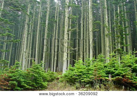 Madera de abeto