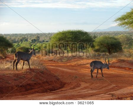 Savanna Sunrise