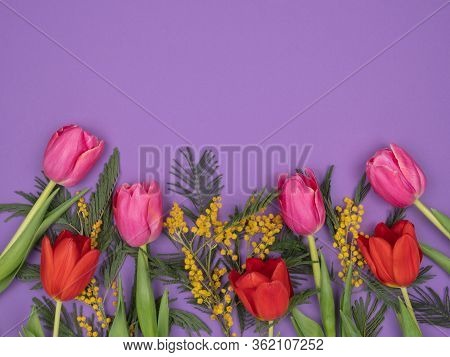 Acacia Dealbata And Pink Tulips On A Purple Background. The View From The Top. Spring Flowers. Card.
