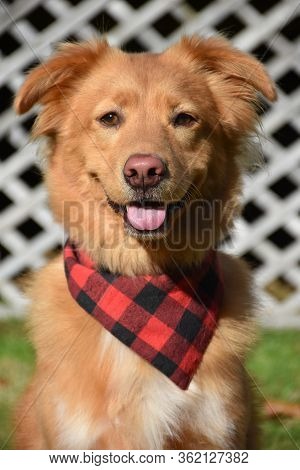Adorable Toller With A Bandana And A  Big Smile.