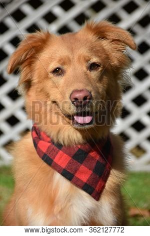 Cute Nova Scotia Toller With A Buffalo Plaid Bandana.