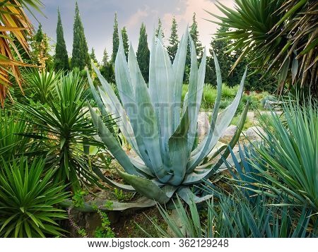 Blue Agave Plant Also Known As Tequila Agave Growing Among The Yucca Plants In The Botanic Garden