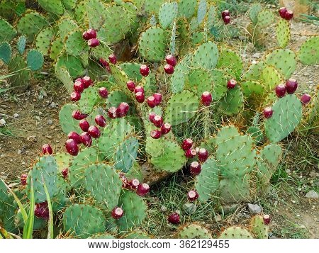 Thicket Of The Opuntia Known As Prickly Pear, Its Subspecies Coastal Prickly Pear With Ripe Red Frui