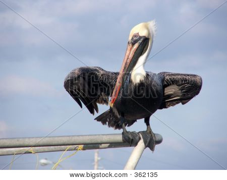 Pelican2