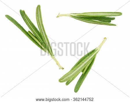 A Sprig Of Fresh Rosemary On A White Background