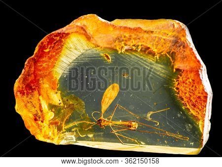 Amazing Piece Of Baltic Amber Containing Part Of An Ancient Fossilized Mosquito. Photo With Reflecti