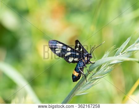 Nine-spotted Moth Or Yellow Belted Burnet (amata Phegea) Sitting On Blade Of Grass