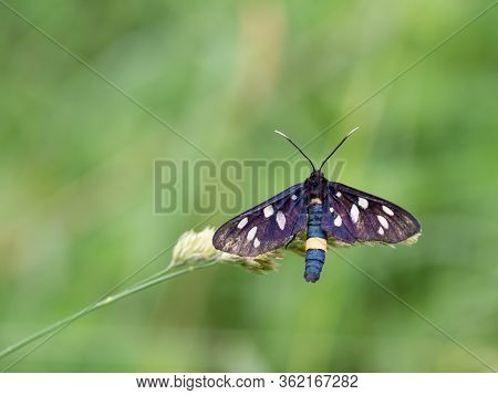 Nine-spotted Moth Or Yellow Belted Burnet (amata Phegea) Sitting On Blade Of Grass