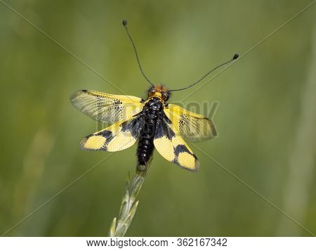 Owlfly Libelloides Macaronius Male - Yellow And Black Insect On Grass