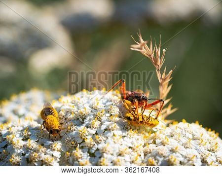 Assassin Bug (rhynocoris Iracundus) Sitting On A White Flower, Eating Its Prey