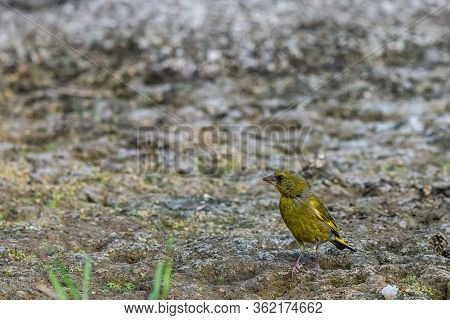 European Greenfinch Or Carduelis Chloris In Wild Nature