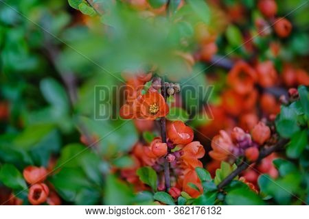 Japanese Quince Flowers. Chaenomeles In Flower In Spring. Red Japanese Quince Blooms In Springtime. 