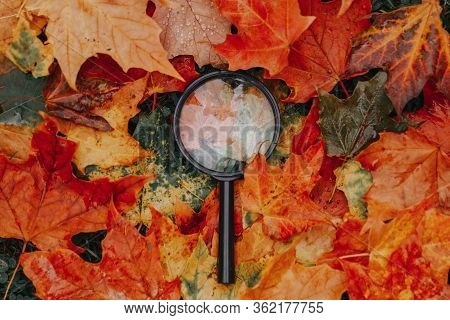 Magnifying Glass Lying On Ground Heap Of Colorful Multicolor Autumn Fall Maple Leaves. Education, Le