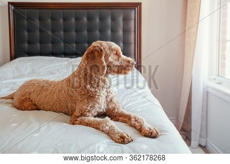 Cute Adorable Sad Upset Red-haired Pet Dog Lying On Clean Bed In Bedroom At Home. Lonely Domestic An