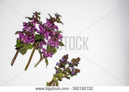 Red Deadnettle On A Bright Background. The Broken Plant. Lamium Purpureum, Known As Red Or Purple De
